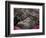 Pink Lanterns on Canopy of Cherry Trees in Bloom, Kamakura, Japan-Nancy & Steve Ross-Framed Photographic Print