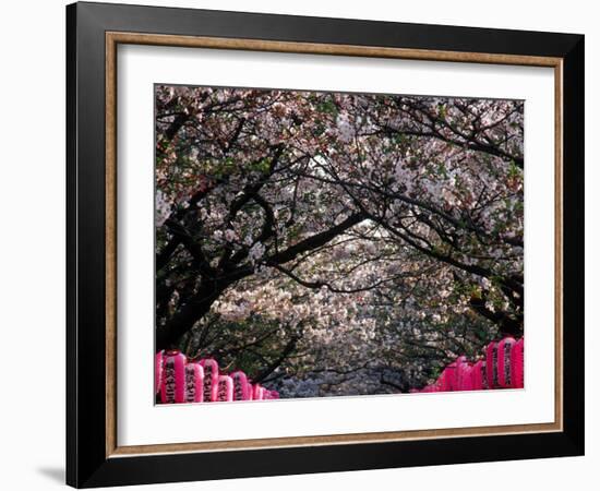 Pink Lanterns on Canopy of Cherry Trees in Bloom, Kamakura, Japan-Nancy & Steve Ross-Framed Photographic Print