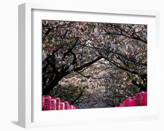 Pink Lanterns on Canopy of Cherry Trees in Bloom, Kamakura, Japan-Nancy & Steve Ross-Framed Photographic Print