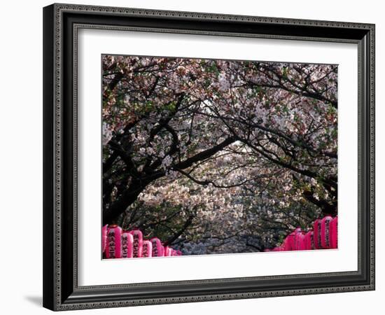 Pink Lanterns on Canopy of Cherry Trees in Bloom, Kamakura, Japan-Nancy & Steve Ross-Framed Photographic Print