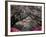 Pink Lanterns on Canopy of Cherry Trees in Bloom, Kamakura, Japan-Nancy & Steve Ross-Framed Photographic Print