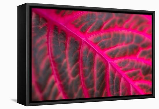 Pink Leaf II-Erin Berzel-Framed Premier Image Canvas