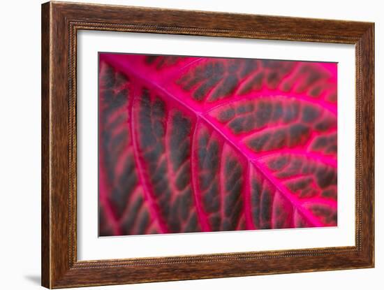 Pink Leaf II-Erin Berzel-Framed Photographic Print