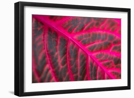 Pink Leaf II-Erin Berzel-Framed Photographic Print