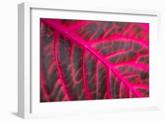 Pink Leaf II-Erin Berzel-Framed Photographic Print