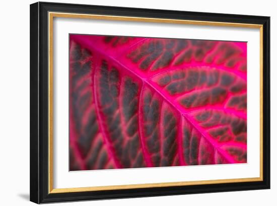 Pink Leaf II-Erin Berzel-Framed Photographic Print