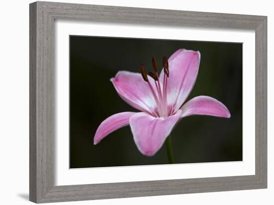 Pink Lily II-Rita Crane-Framed Photographic Print