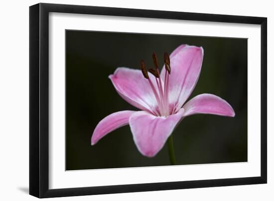 Pink Lily II-Rita Crane-Framed Photographic Print