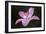 Pink Lily II-Rita Crane-Framed Photographic Print