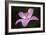 Pink Lily II-Rita Crane-Framed Photographic Print