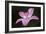 Pink Lily II-Rita Crane-Framed Photographic Print