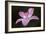 Pink Lily II-Rita Crane-Framed Photographic Print