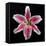 Pink Lily-Jim Christensen-Framed Premier Image Canvas