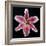 Pink Lily-Jim Christensen-Framed Photographic Print