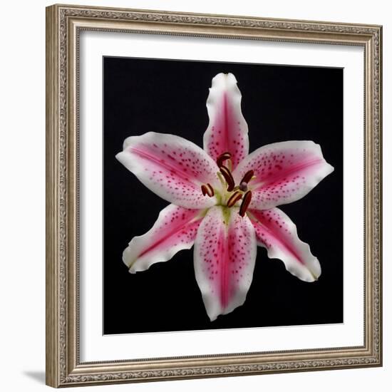 Pink Lily-Jim Christensen-Framed Photographic Print