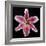 Pink Lily-Jim Christensen-Framed Photographic Print