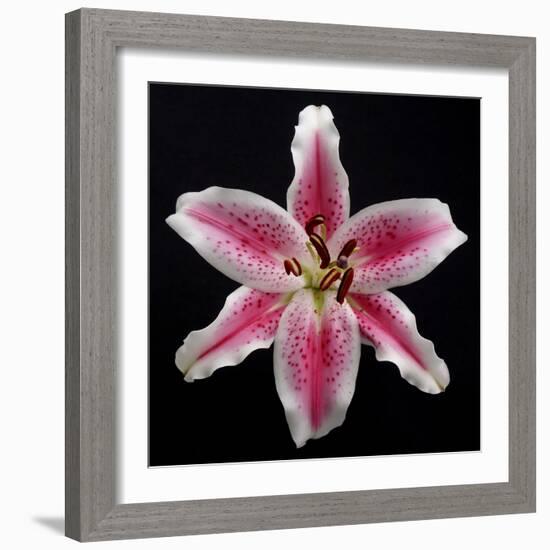 Pink Lily-Jim Christensen-Framed Photographic Print