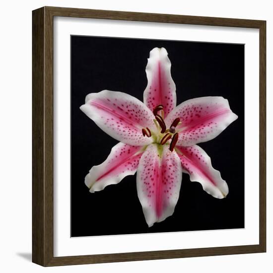 Pink Lily-Jim Christensen-Framed Photographic Print