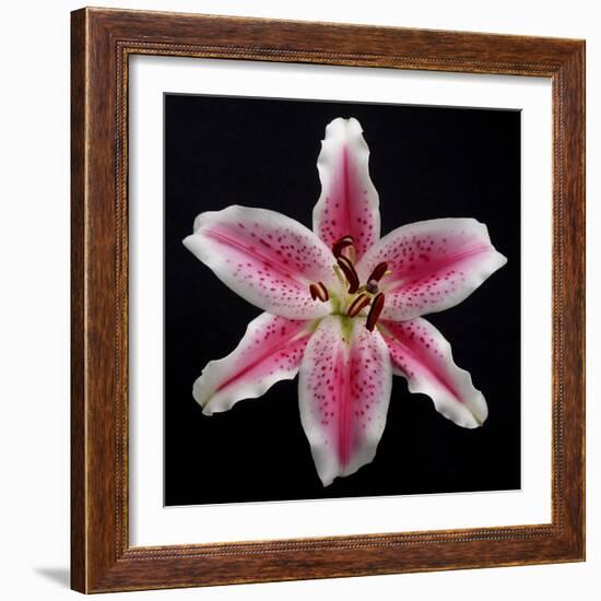 Pink Lily-Jim Christensen-Framed Photographic Print