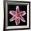 Pink Lily-Jim Christensen-Framed Photographic Print