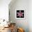 Pink Lily-Jim Christensen-Framed Photographic Print displayed on a wall