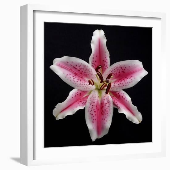 Pink Lily-Jim Christensen-Framed Photographic Print