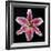 Pink Lily-Jim Christensen-Framed Photographic Print