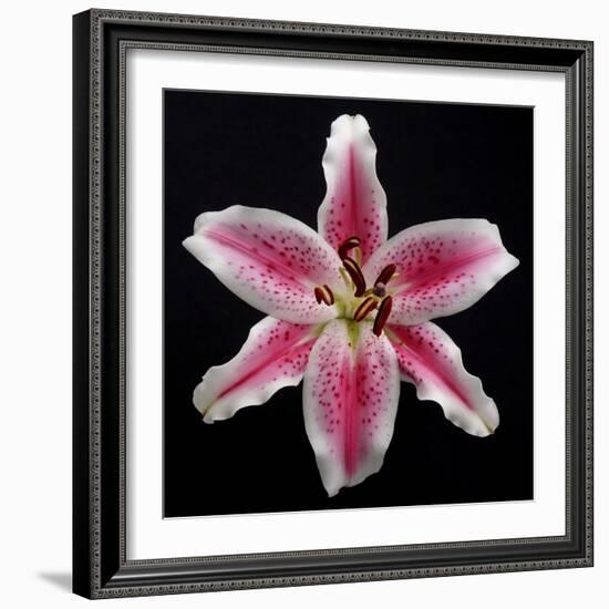 Pink Lily-Jim Christensen-Framed Photographic Print