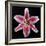 Pink Lily-Jim Christensen-Framed Photographic Print