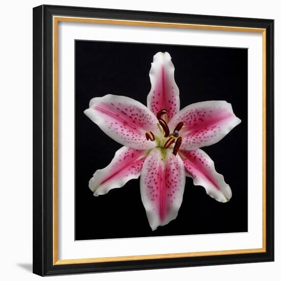 Pink Lily-Jim Christensen-Framed Photographic Print