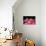 Pink Lily-Tammy Putman-Photographic Print displayed on a wall