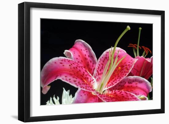 Pink Lily-Tammy Putman-Framed Photographic Print