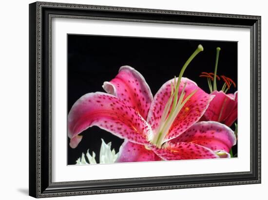 Pink Lily-Tammy Putman-Framed Photographic Print