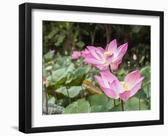 Pink lotus, Bali, Indonesia, Southeast Asia, Asia-Melissa Kuhnell-Framed Photographic Print