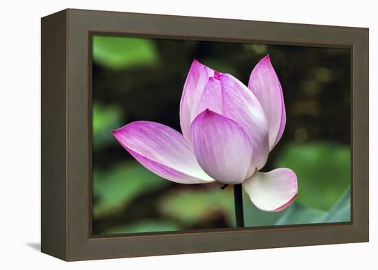 Pink Lotus Blooming and Close-Up Lotus Pond Temple of the Sun, Beijing, China-William Perry-Framed Premier Image Canvas