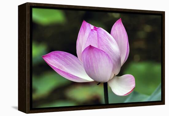 Pink Lotus Blooming and Close-Up Lotus Pond Temple of the Sun, Beijing, China-William Perry-Framed Premier Image Canvas