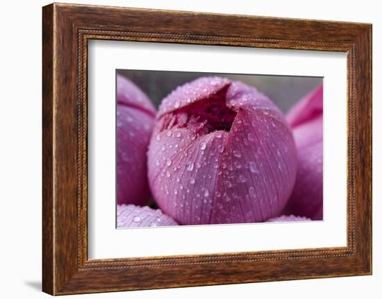 Pink Lotus Blossom Bud with Rain Macro Hong Kong Flower Market-William Perry-Framed Photographic Print