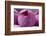 Pink Lotus Blossom Bud with Rain Macro Hong Kong Flower Market-William Perry-Framed Photographic Print