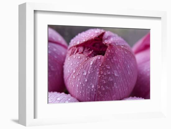 Pink Lotus Blossom Bud with Rain Macro Hong Kong Flower Market-William Perry-Framed Photographic Print