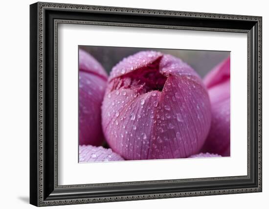 Pink Lotus Blossom Bud with Rain Macro Hong Kong Flower Market-William Perry-Framed Photographic Print
