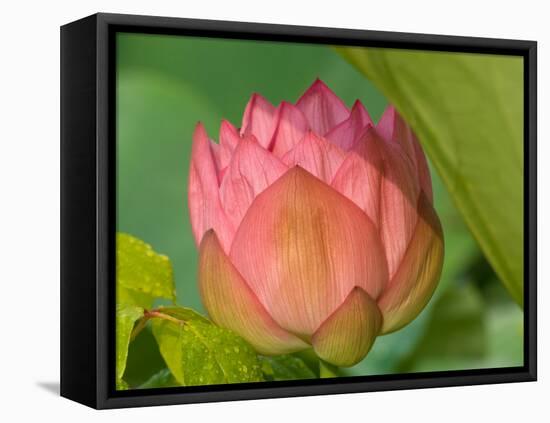 Pink Lotus Blossom, Kenilworth Aquatic Gardens, Washington DC, USA-Corey Hilz-Framed Premier Image Canvas