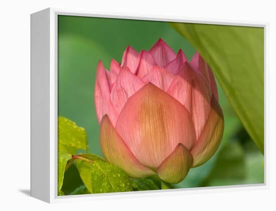 Pink Lotus Blossom, Kenilworth Aquatic Gardens, Washington DC, USA-Corey Hilz-Framed Premier Image Canvas