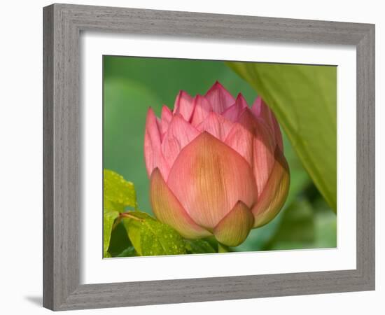 Pink Lotus Blossom, Kenilworth Aquatic Gardens, Washington DC, USA-Corey Hilz-Framed Photographic Print