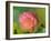 Pink Lotus Blossom, Kenilworth Aquatic Gardens, Washington DC, USA-Corey Hilz-Framed Photographic Print