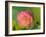 Pink Lotus Blossom, Kenilworth Aquatic Gardens, Washington DC, USA-Corey Hilz-Framed Photographic Print