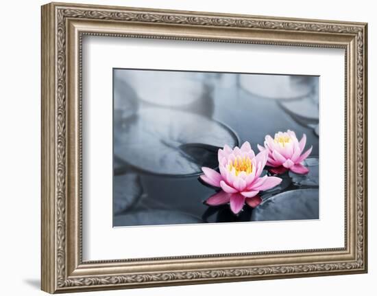 Pink Lotus Blossoms in Pond-null-Framed Premium Giclee Print