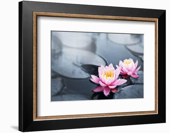 Pink Lotus Blossoms in Pond-null-Framed Art Print