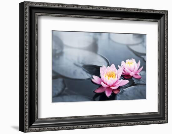 Pink Lotus Blossoms in Pond-null-Framed Art Print