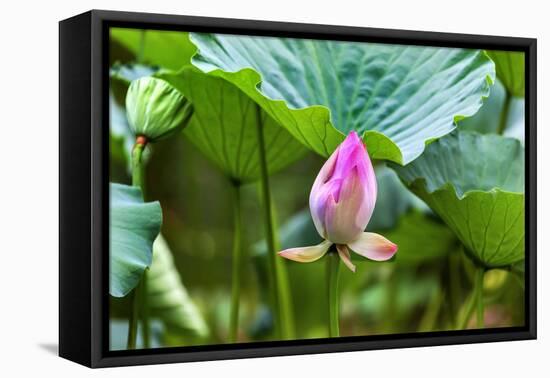 Pink Lotus Bud Lily Pads Close-Up Lotus Pond Temple of the Sun, Beijing, China-William Perry-Framed Premier Image Canvas