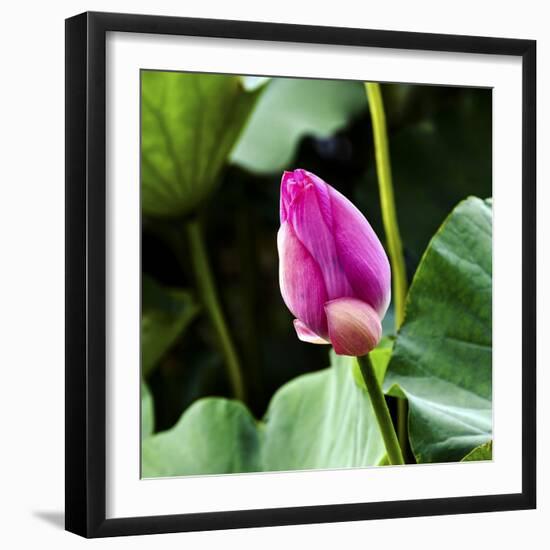 Pink Lotus Bud Lily Pads Close-Up Lotus Pond Temple of the Sun, Beijing, China-William Perry-Framed Photographic Print